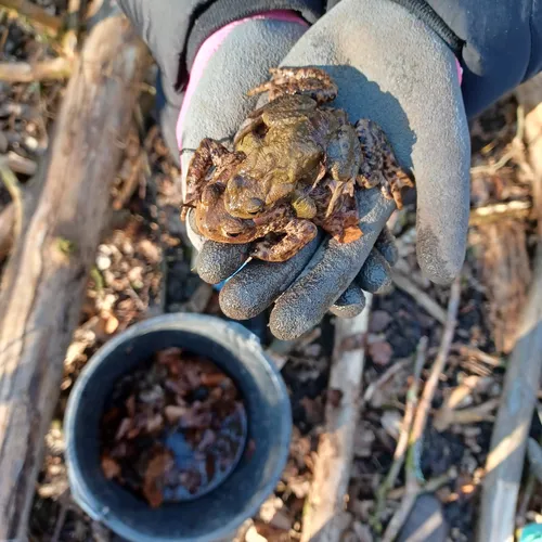 Krötensammlung März 2025