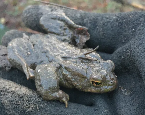 Erdkröte im Kölner Grüngürtel