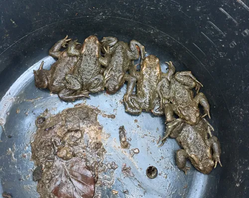 Erdkröten im Eimer vom Ampibienzaun